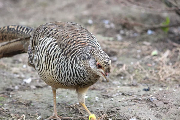 A small quail — Stock Photo, Image