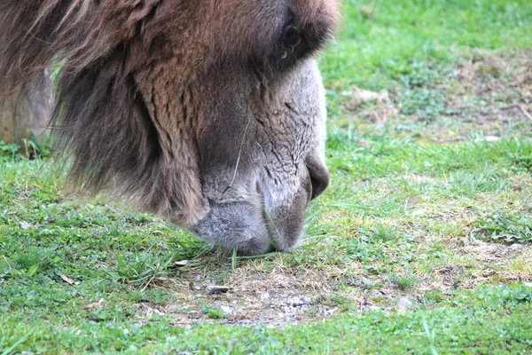 Um camelo — Fotografia de Stock