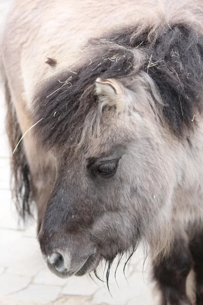 A pony — Stock Photo, Image