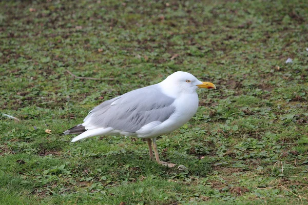 A seagull — Stock Photo, Image