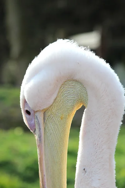 Um pelicano africano — Fotografia de Stock