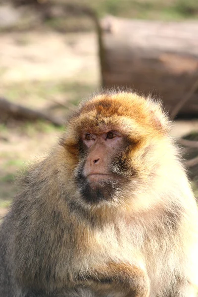 stock image A handsome monkey