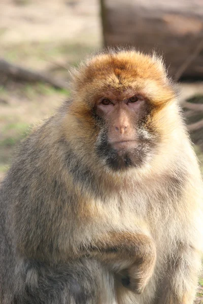 Stock image A handsome monkey