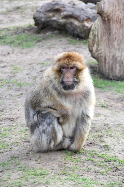 Egy szép majom — Stock Fotó