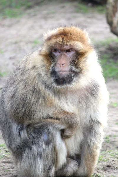 stock image A handsome monkey