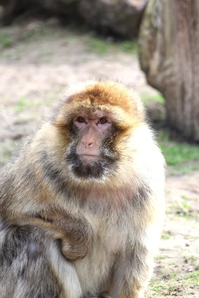 stock image A handsome monkey