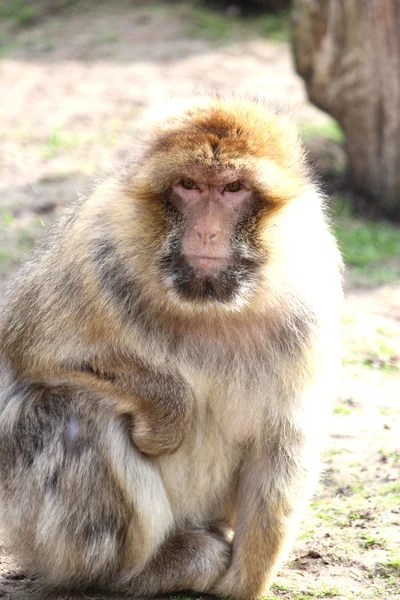 Stock image A handsome monkey