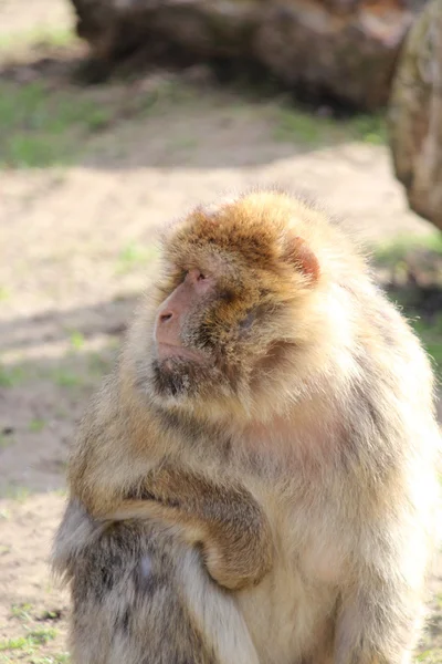 stock image A handsome monkey