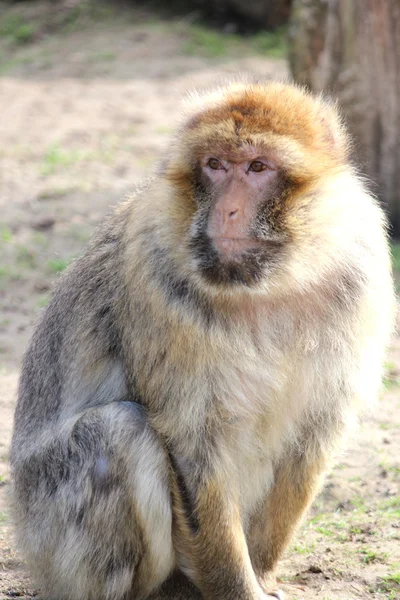 A handsome monkey — Stock Photo, Image