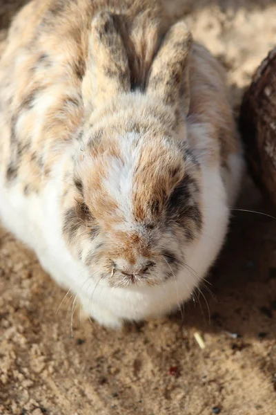 Um coelho — Fotografia de Stock