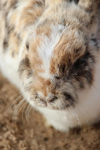 一只兔子 — 图库照片