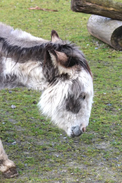 A sweet donkey — Stock Photo, Image
