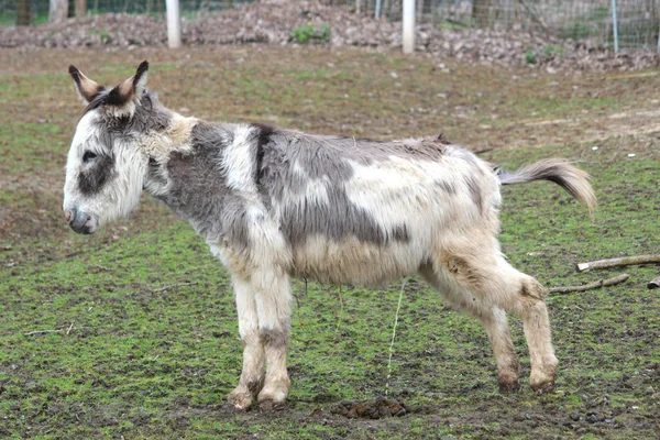 A sweet donkey — Stock Photo, Image