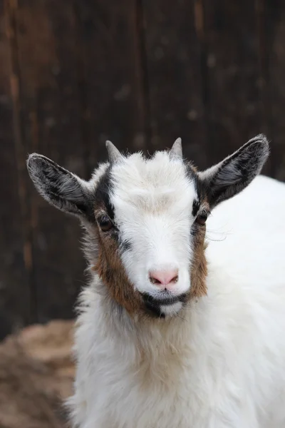 stock image A goat