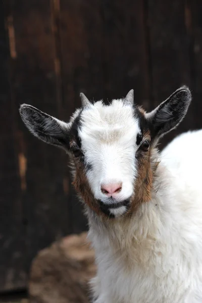 Una cabra —  Fotos de Stock