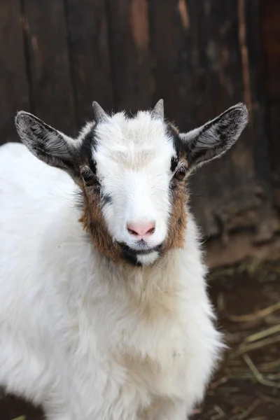 Bir keçi — Stok fotoğraf