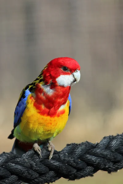 Un pappagallo — Foto Stock