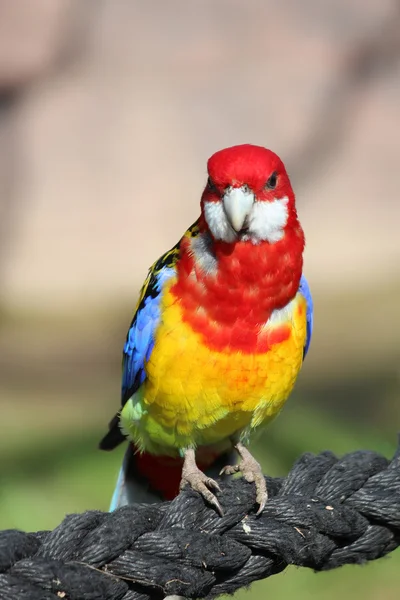 stock image A parrot