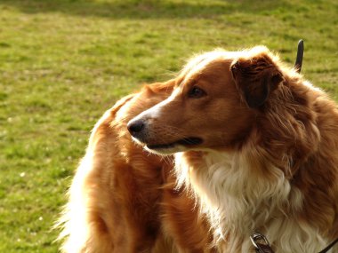 yakışıklı bir köpek