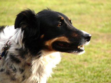 yakışıklı bir köpek