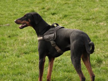 yakışıklı bir köpek