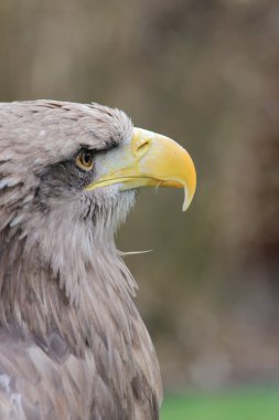 taş bir kartal