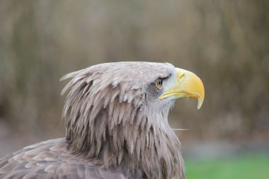 taş bir kartal