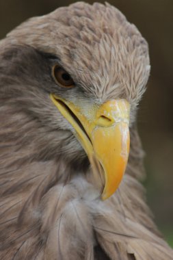 taş bir kartal