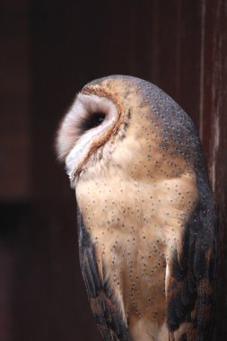 Yakışıklı bir adam