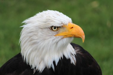 Kel Kartal