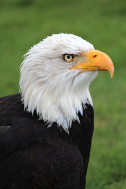 Kel Kartal