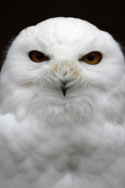 güzel bir kar baykuşu