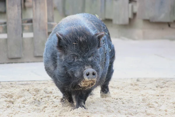 Een varken — Stockfoto