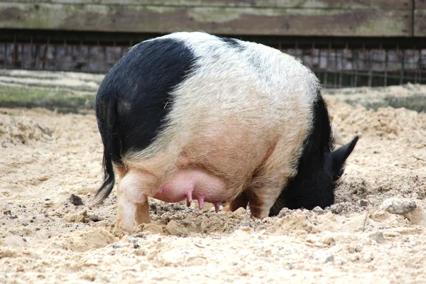 Un cerdo. — Foto de Stock