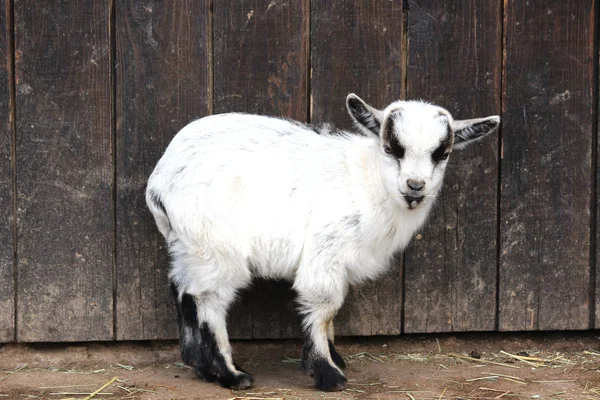 Uma cabra pequena — Fotografia de Stock