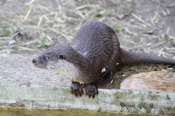 An otter — Stock Photo, Image