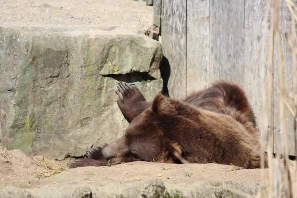A brown bear — Stock Photo, Image