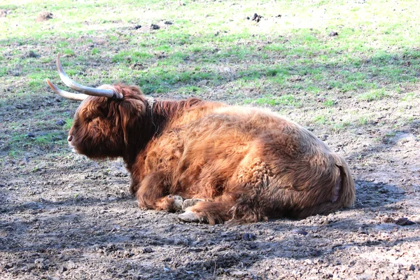 Een Iers rundvlees — Stockfoto