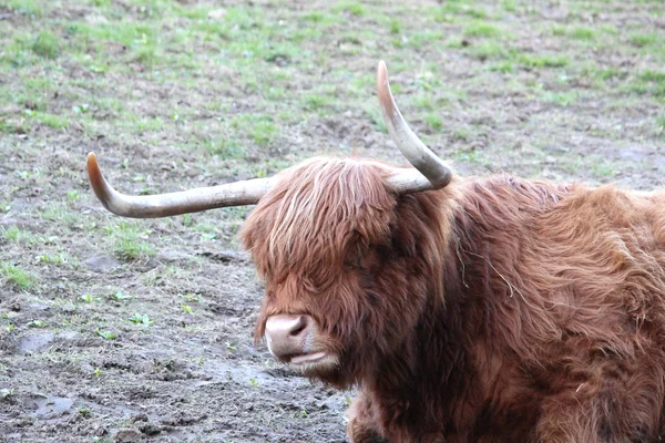 stock image An Irish beef