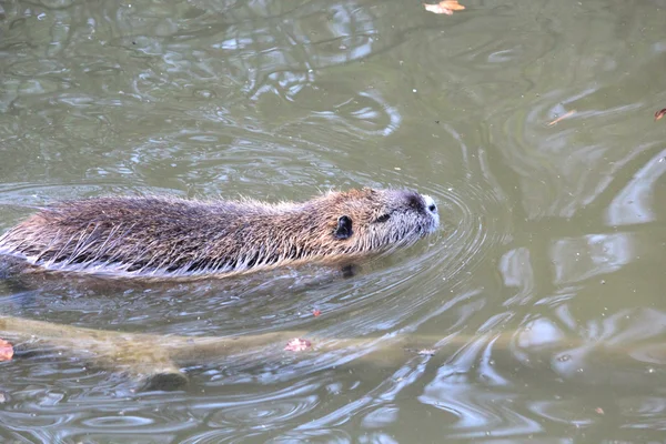 A beaver — Stock Photo, Image