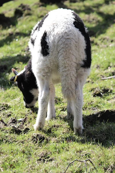 Una bella capra — Foto Stock