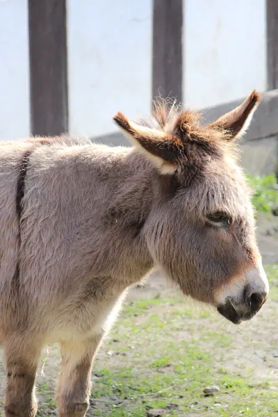 A sweet donkey — Stock Photo, Image