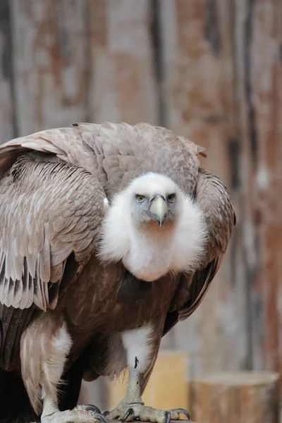 Um abutre — Fotografia de Stock