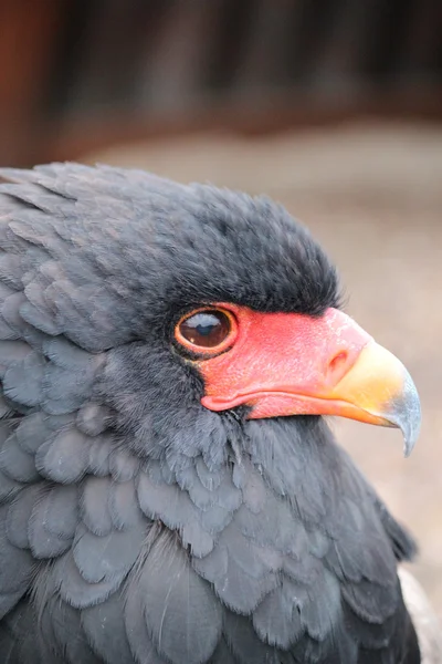 道化師の鳥 — ストック写真