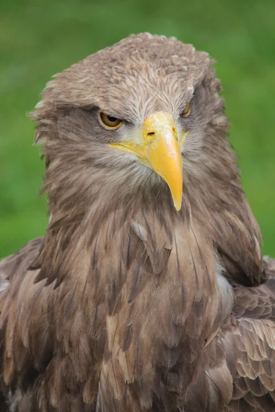 stock image A stone eagle