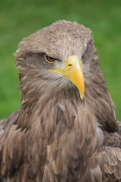 stock image A stone eagle