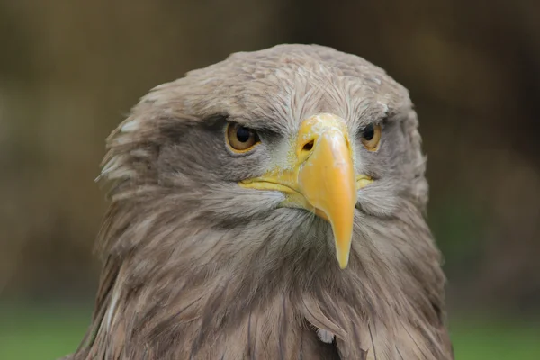 stock image A stone eagle