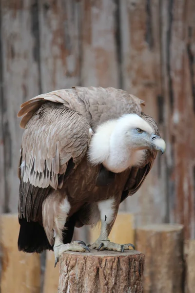 一只秃鹫 — 图库照片