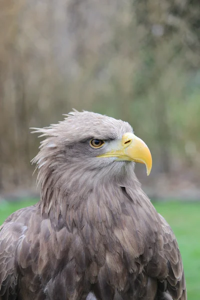 Un águila de piedra —  Fotos de Stock