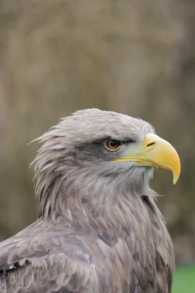 Uma águia de pedra — Fotografia de Stock